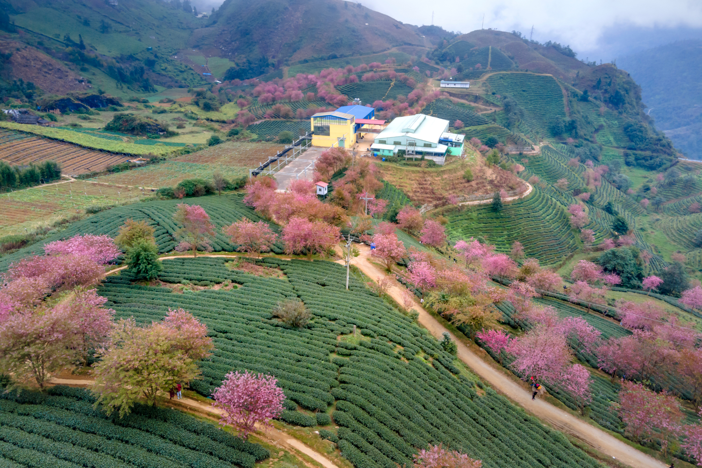 sapa (4).webp